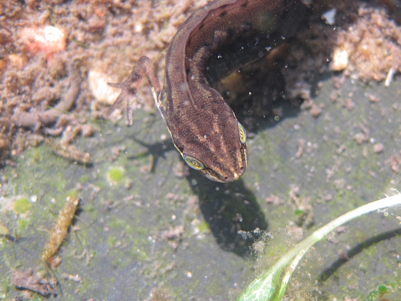 Kleine watersalamander